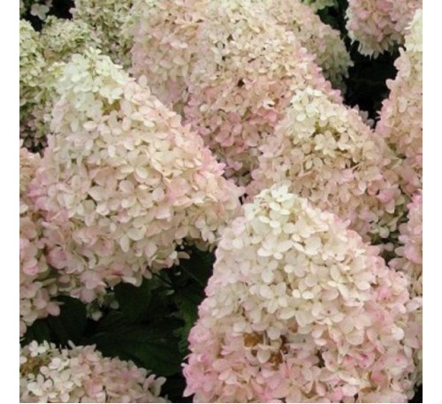 Гортензия Мэджикал Свит Саммер (Sweet Summer) С 2,5;  3 года